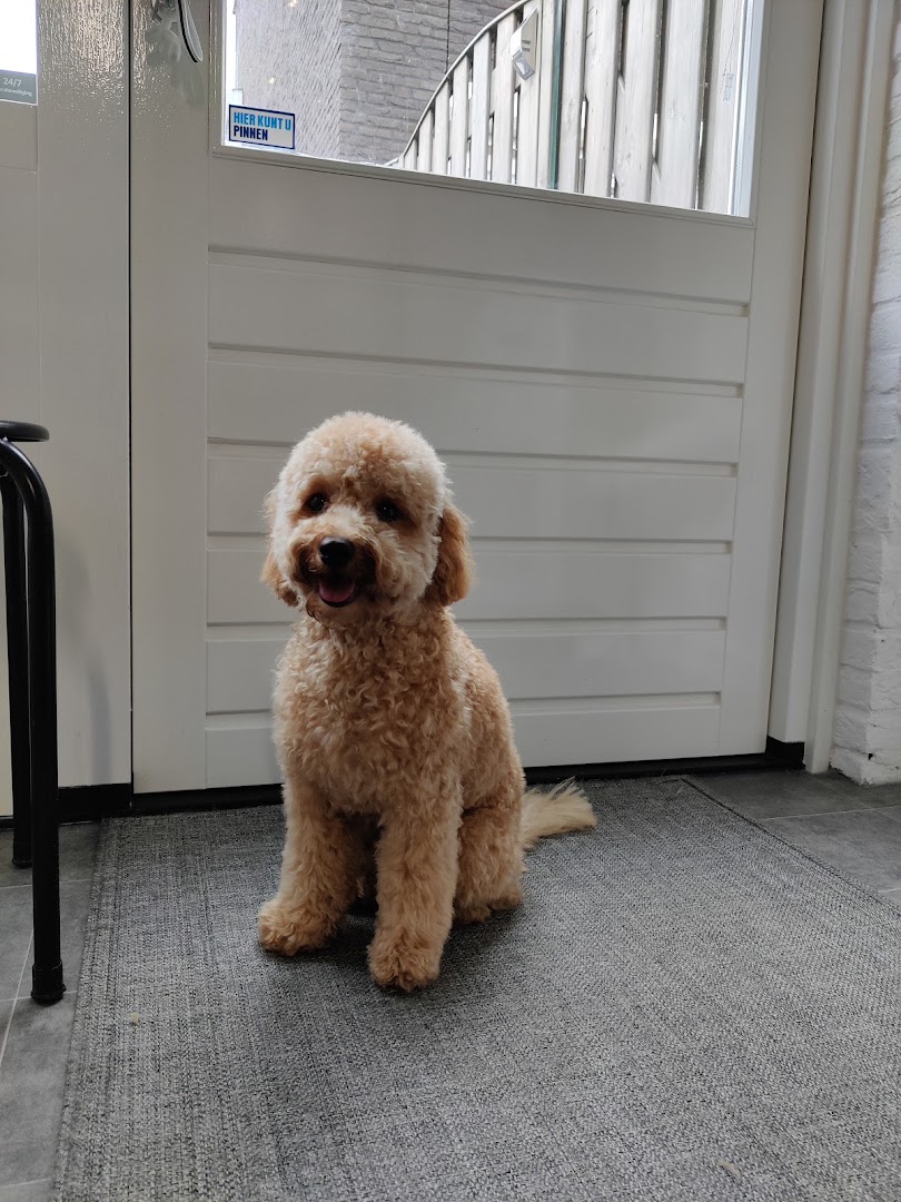 Netjes getrimde hond, apricot vacht