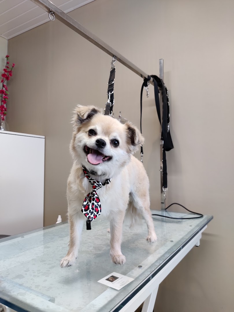 Vrolijke hond met bandana na de trimbeurt