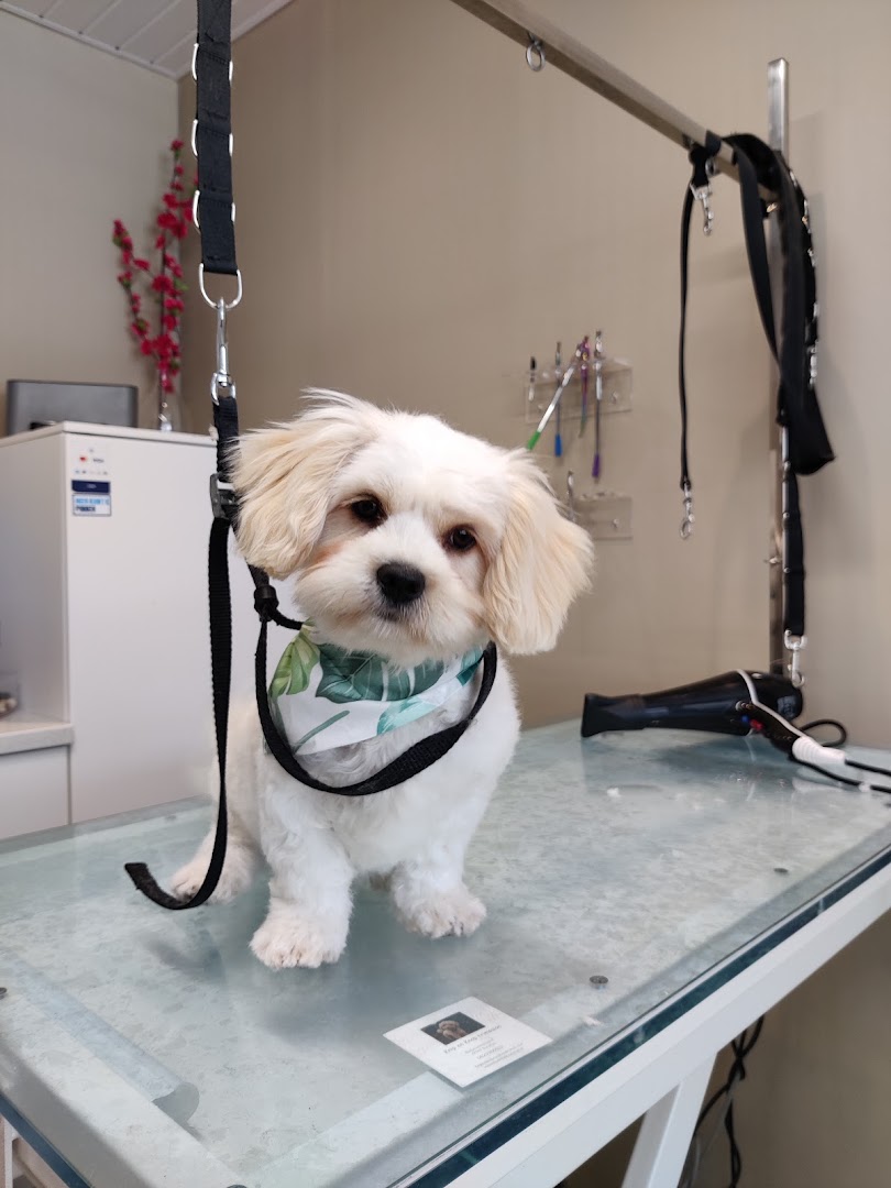 Witte hond met bandana klaar voor de trimbeurt